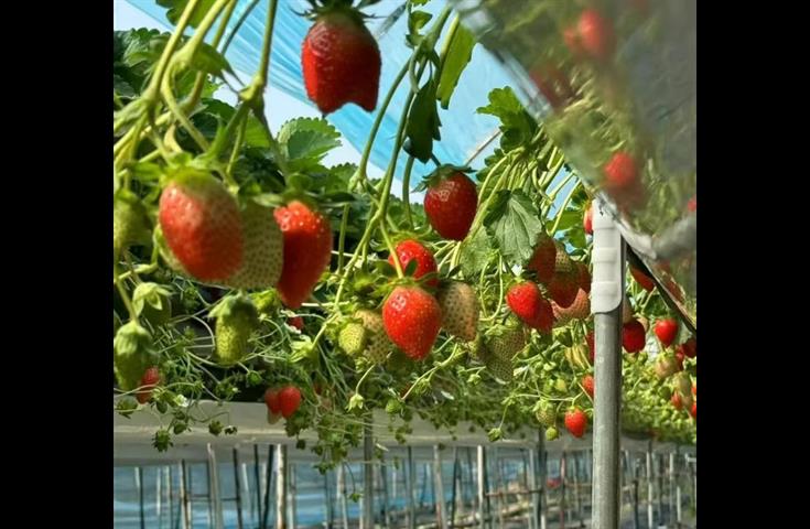 草莓与哈密瓜轮种绘就“莓”好“瓜”景