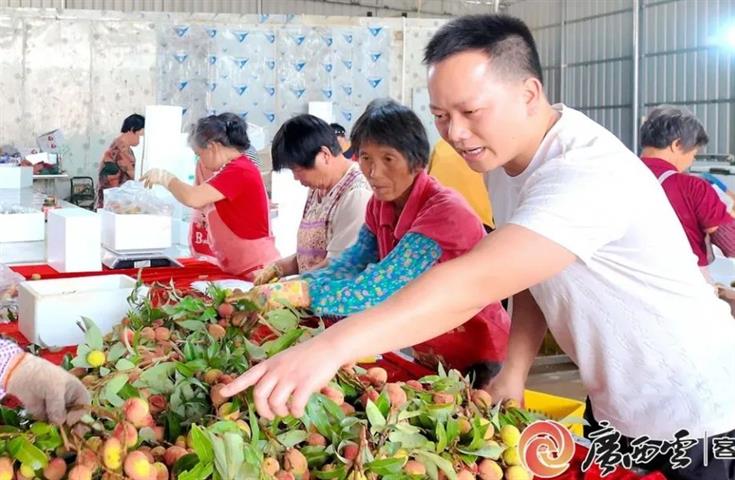 灵山：荔枝预售跑出产销“加速度”
