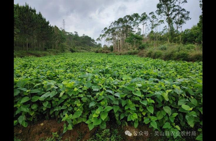 灵山县：桑芽菜变身致富“金叶子”