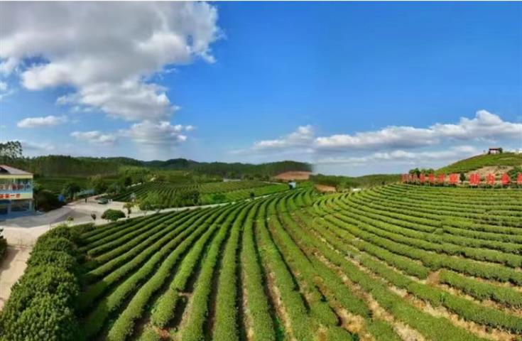 运河脉动·茶香灵山之旅