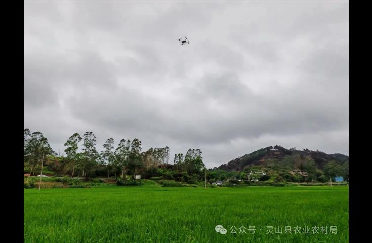 灵山县：赤眼蜂助力水稻绿色防控