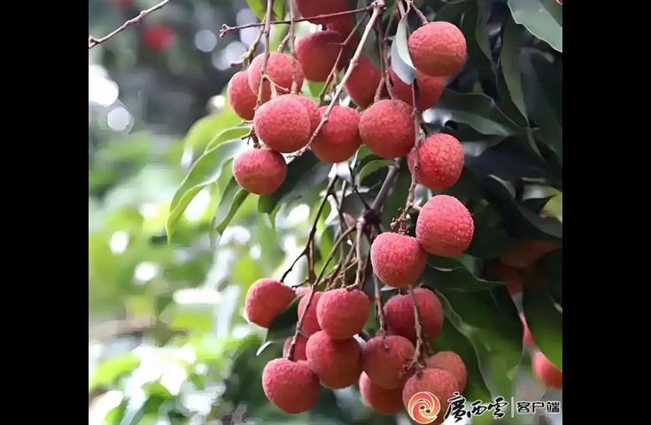 广西日报钦州头条 | 最是荔红诱人时，愿风吹你到钦州