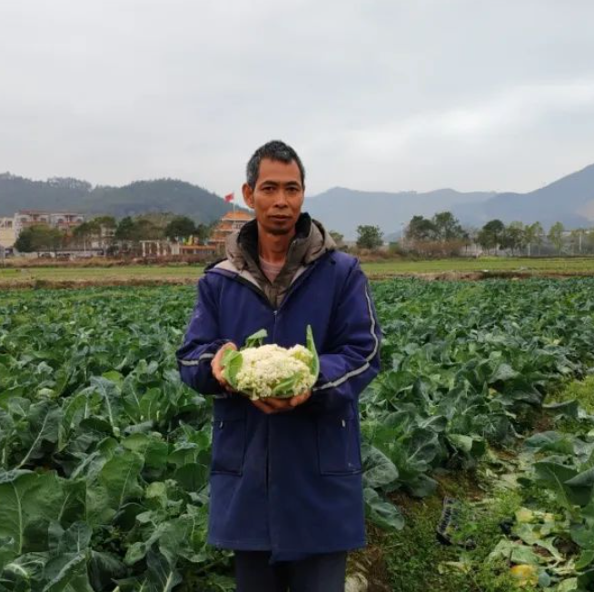 冬闲田变“增收田”，惊蛰抢“鲜”致富忙